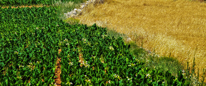 Planta Encanta