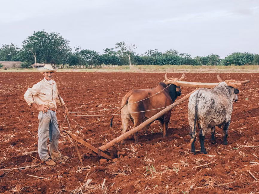 Canais e horário de atendimento da Planta Encanta